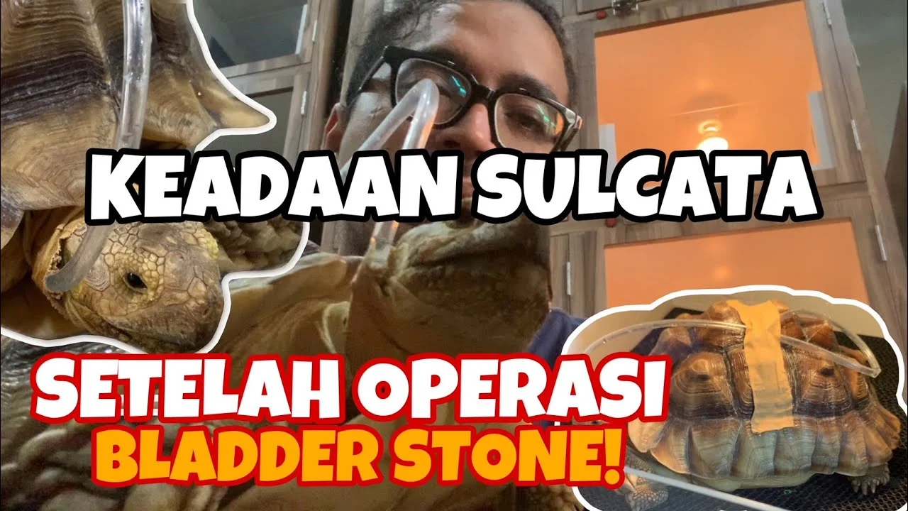 Bahaya Pemberian Roti atau Nasi pada Sulcata: Apa yang Harus Anda Ketahui