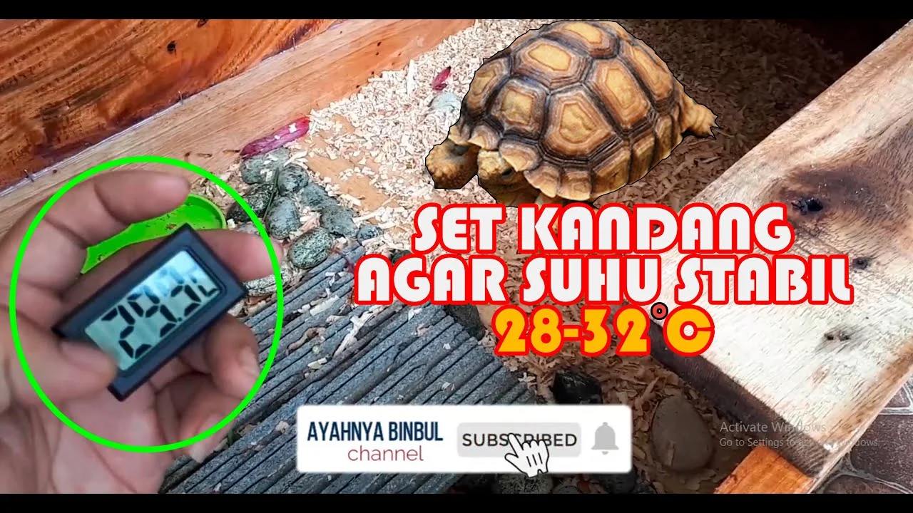 Cara Melatih Sulcata Agar Aktif Bergerak: Panduan Praktis untuk Pemilik