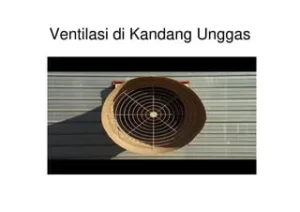 Cara Membuat Ventilasi Kandang Sulcata yang Baik – Panduan Praktis