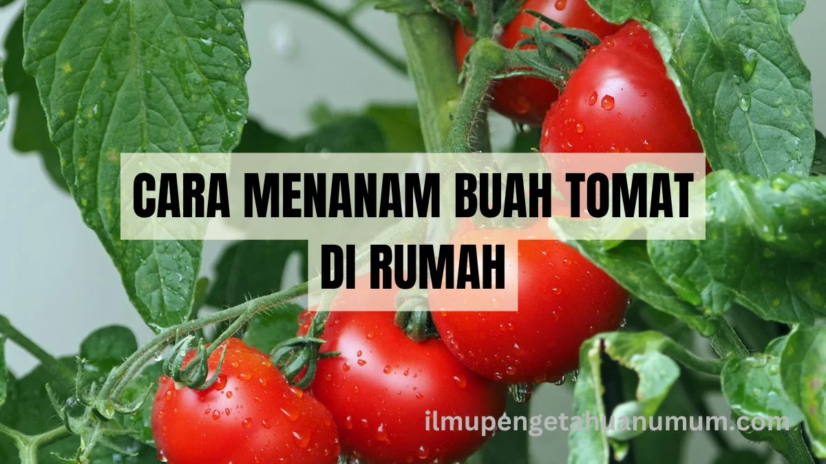 Cara Menanam Pakan Sendiri untuk Sulcata di Rumah – Panduan Praktis