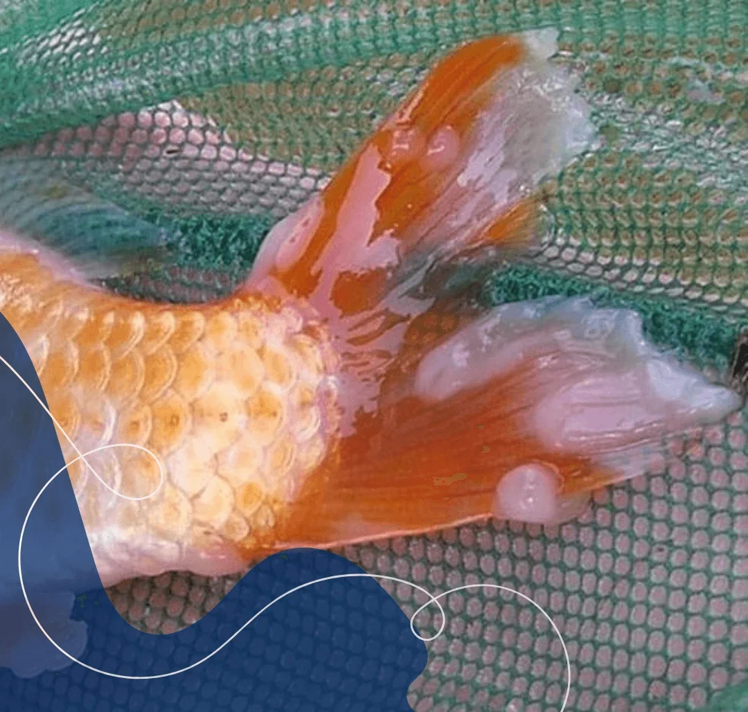 Cara Mengatasi Jamur Putih pada Badan Ikan Hias dengan Mudah dan Efektif