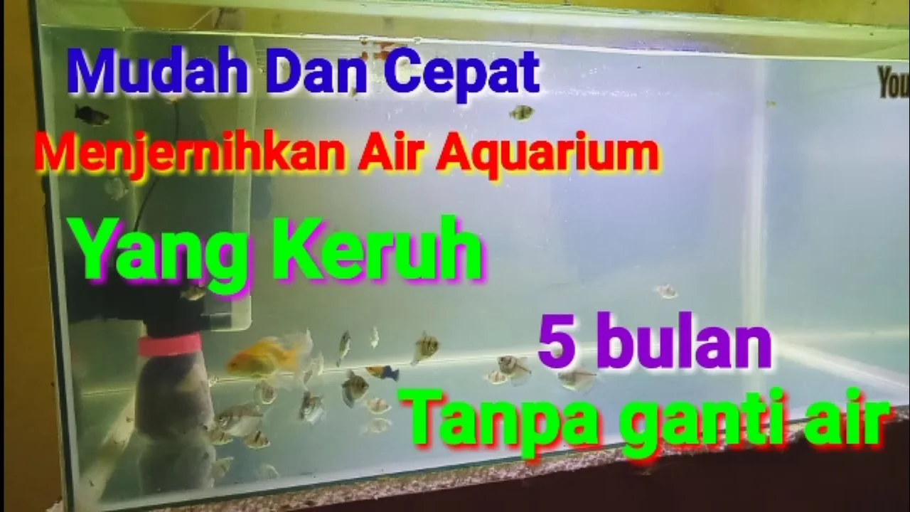 Cara Menjernihkan Air Akuarium yang Keruh Secara Alami Tanpa Bahan Kimia