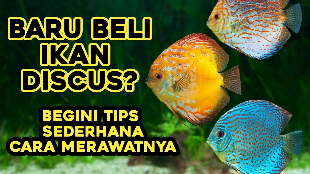 Cara Merawat Ikan Diskus Agar Tidak Mudah Stres: Panduan Praktis
