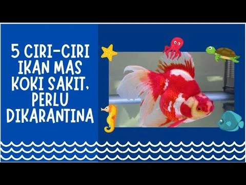 Ciri Ciri Ikan Mas Koki yang Sedang Sakit: Panduan Lengkap untuk Pemilik Hobi