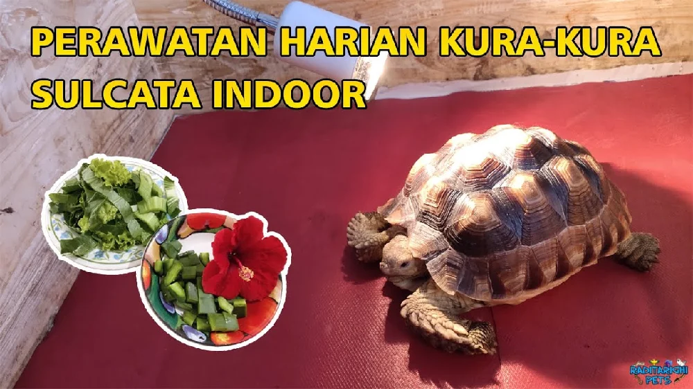 Ciri Kura Kura Sulcata yang Sehat: Panduan Lengkap untuk Pemilik
