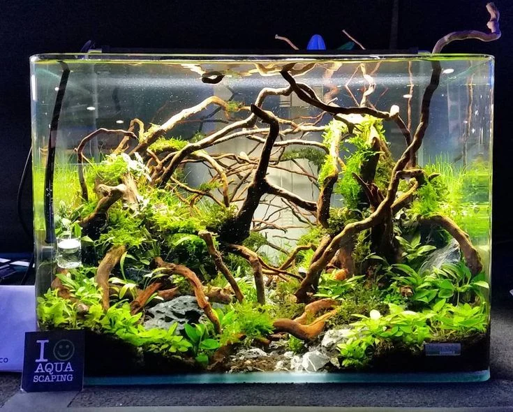 Desain Aquascape Berdasarkan Karakter Ikan Hias