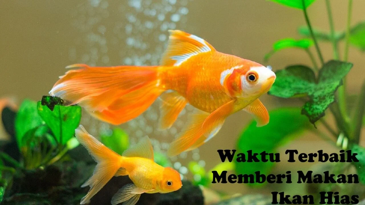 Frekuensi Pemberian Makan Ikan Hias yang Tepat – Panduan Praktis