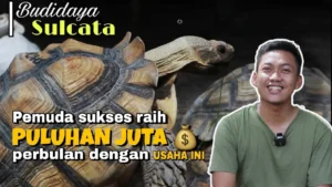 Jam Berapa Waktu Terbaik Menjemur Sulcata? Panduan Praktis untuk Pemilik Kura‑Kura
