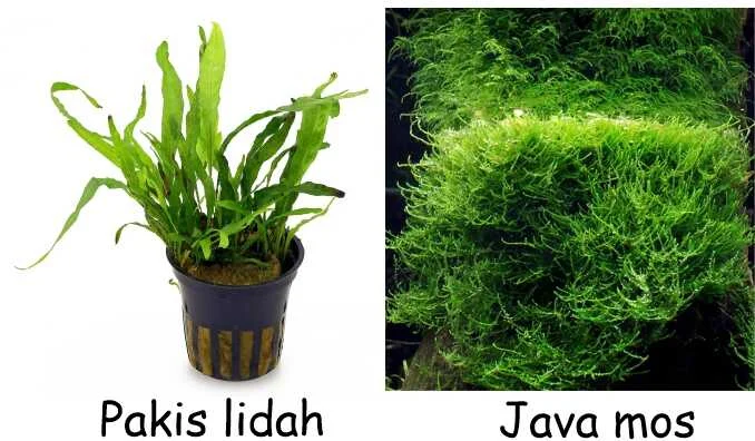 jenis tanaman air yang cocok untuk aquascape ikan hias: Pilihan Utama dan Karakteristiknya