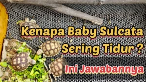 Kenapa Sulcata Sering Menabrakkan Diri ke Dinding Kandang – Penyebab & Solusinya
