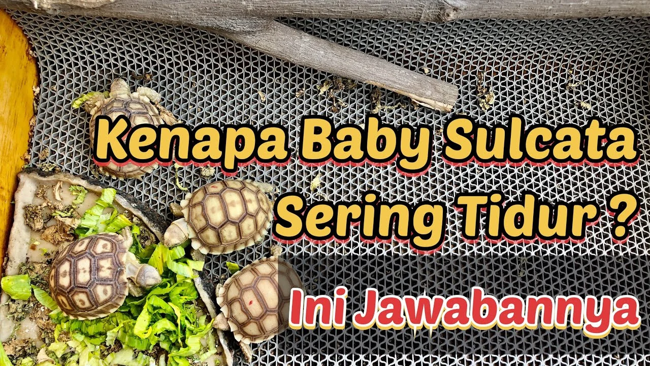 Kenapa Sulcata Sering Menabrakkan Diri ke Dinding Kandang – Penyebab & Solusinya
