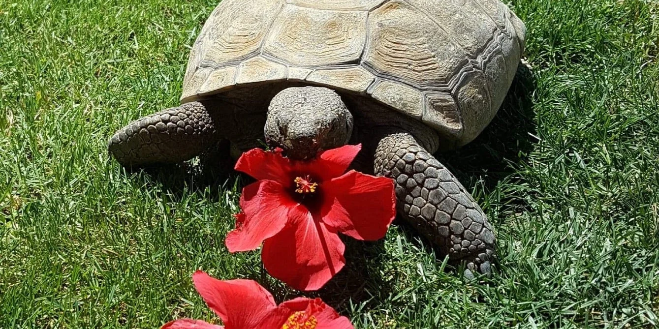 Kenapa Sulcata Tidak Boleh Banyak Makan Buah? Penjelasan