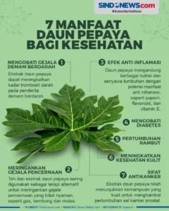 Manfaat Pemberian Daun Pepaya untuk Sulcata – Panduan Lengkap dan Praktis