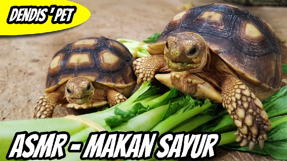 Manfaat Sawi Hijau untuk Kura Kura Sulcata: Panduan Lengkap Nutrisi & Kesehatan