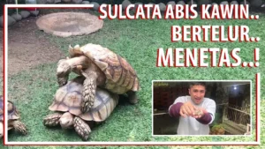 Pada Usia Berapa Sulcata Mulai Bisa Kawin? Panduan Lengkap untuk Pemilik