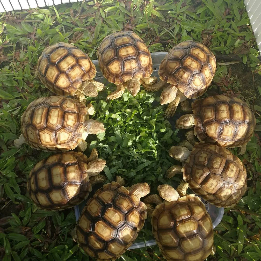 Penyebab Kotoran Sulcata Berair atau Diare: Panduan Lengkap