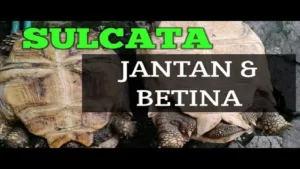 perbandingan sulcata dengan kura-kura jenis lain untuk pemula