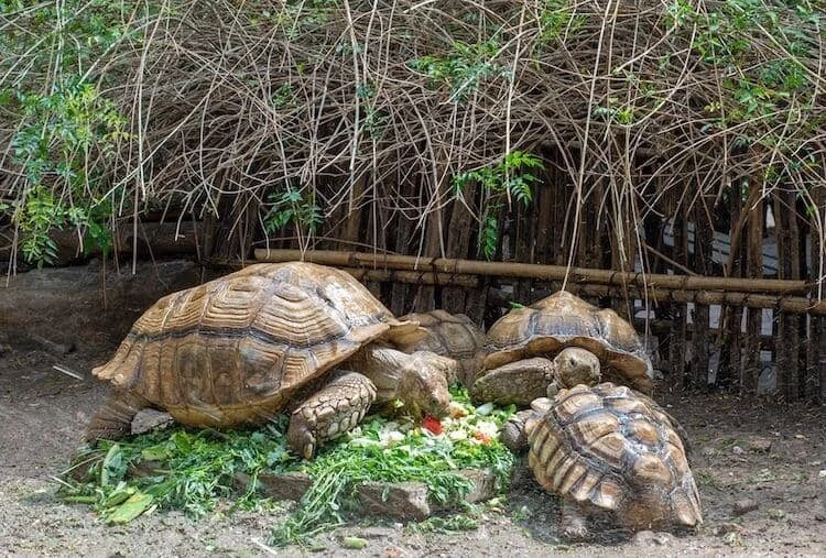 Perbedaan Sulcata dengan Kura Kura Pardalis: Panduan Lengkap untuk Pecinta Reptil