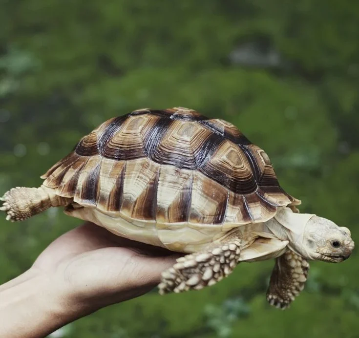 Persiapan Dana Darurat untuk Kesehatan Sulcata: Panduan Lengkap bagi Pemilik