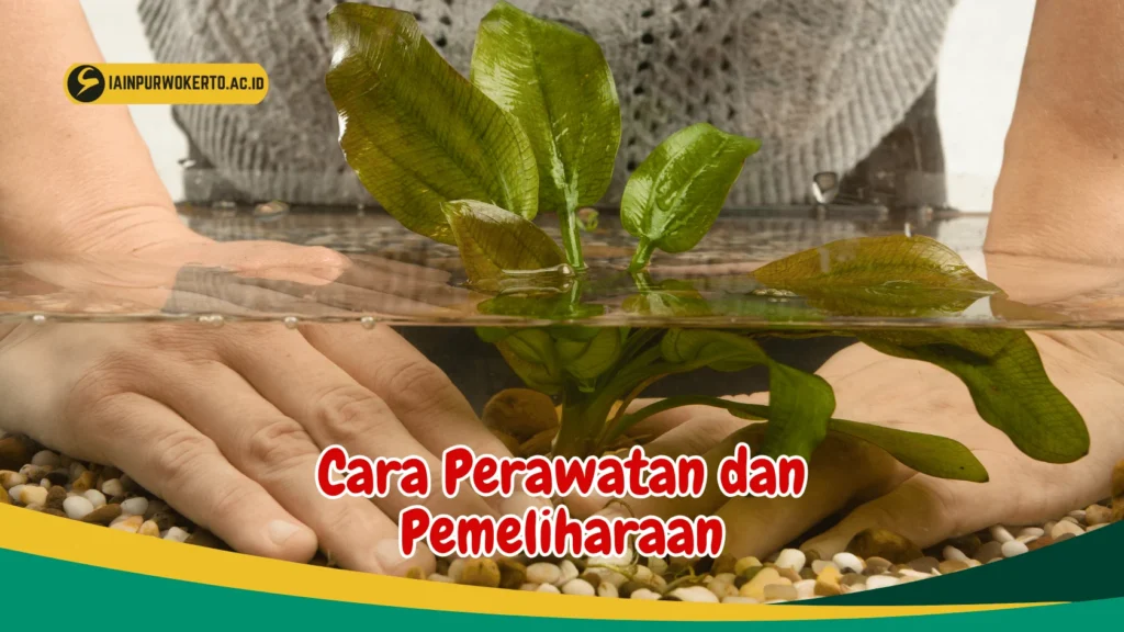Tips Perawatan untuk Menjaga jenis tanaman air yang cocok untuk aquascape ikan hias Tetap Sehat
