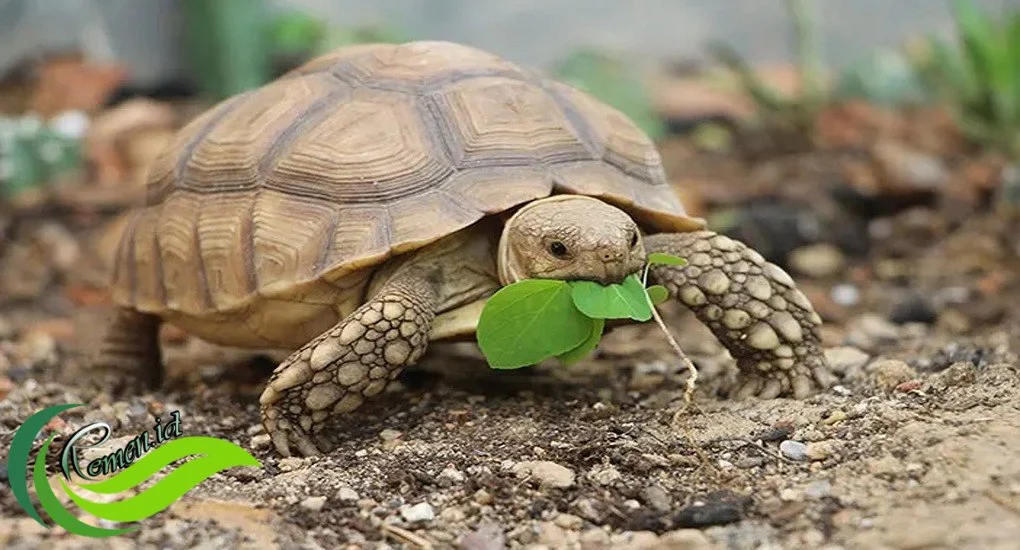 Apakah Sulcata Termasuk Hewan yang Cerdas?