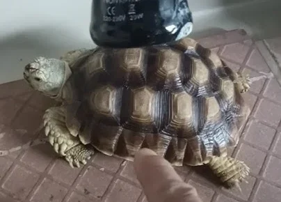 Cara Membawa Sulcata Saat Perjalanan Jauh