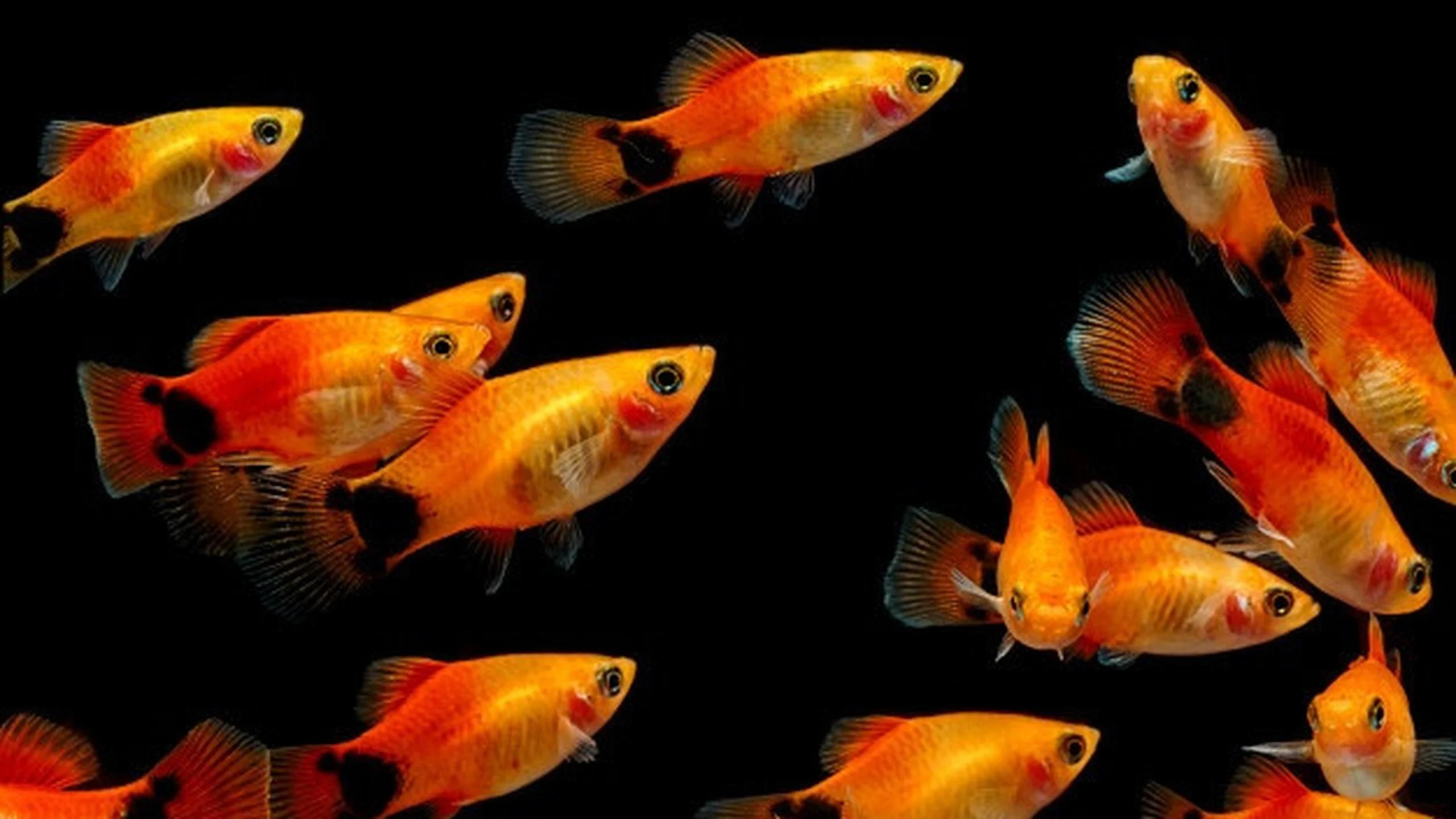 Jenis Ikan Hias yang Bisa Hidup Tanpa Aerator: Panduan Lengkap untuk Pemula