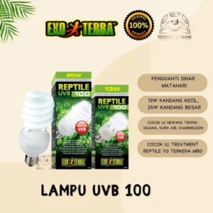 Jenis Lampu yang Dibutuhkan Sulcata: Panduan Lengkap untuk Pemilik