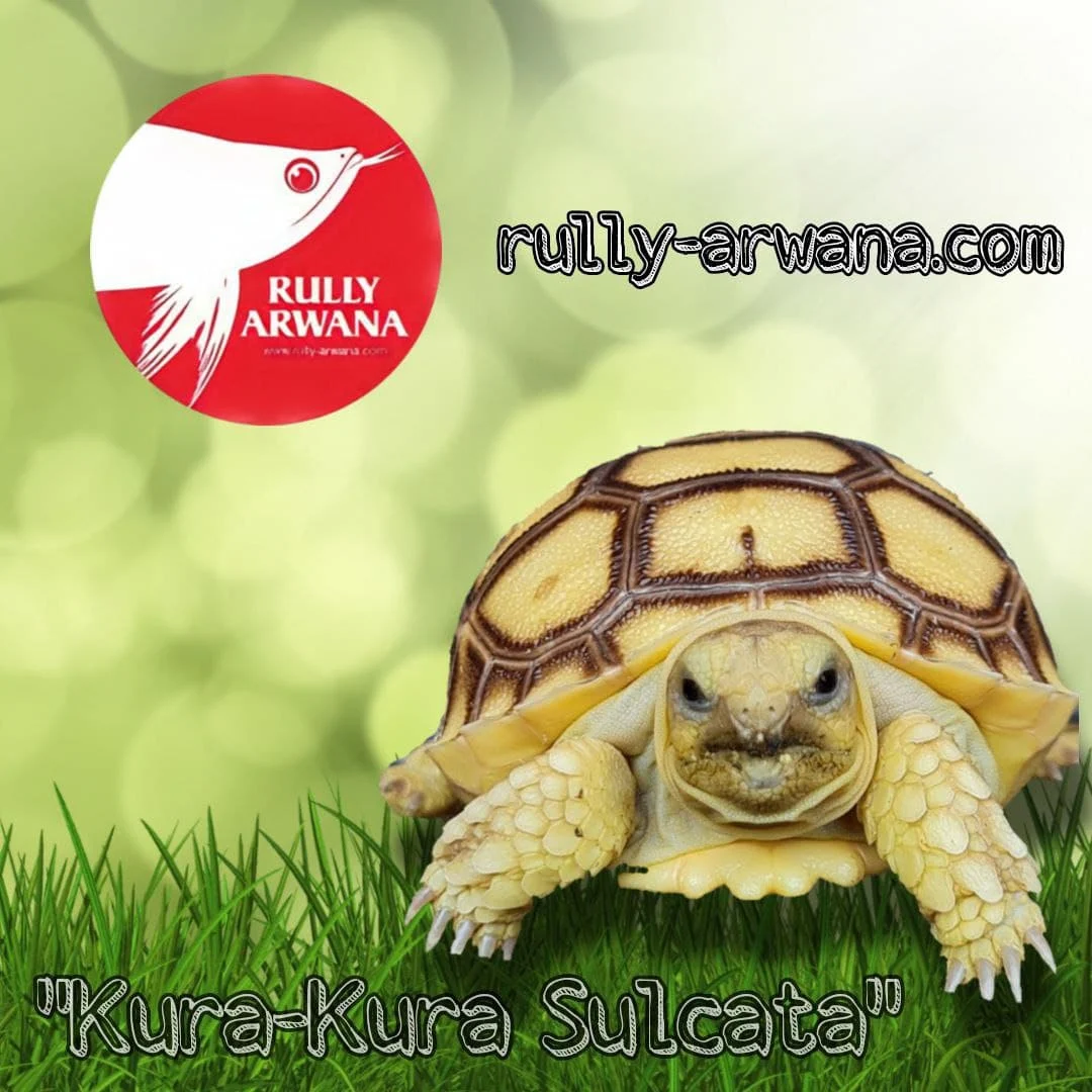 Pemberian Labu Parang untuk Kura Kura Sulcata