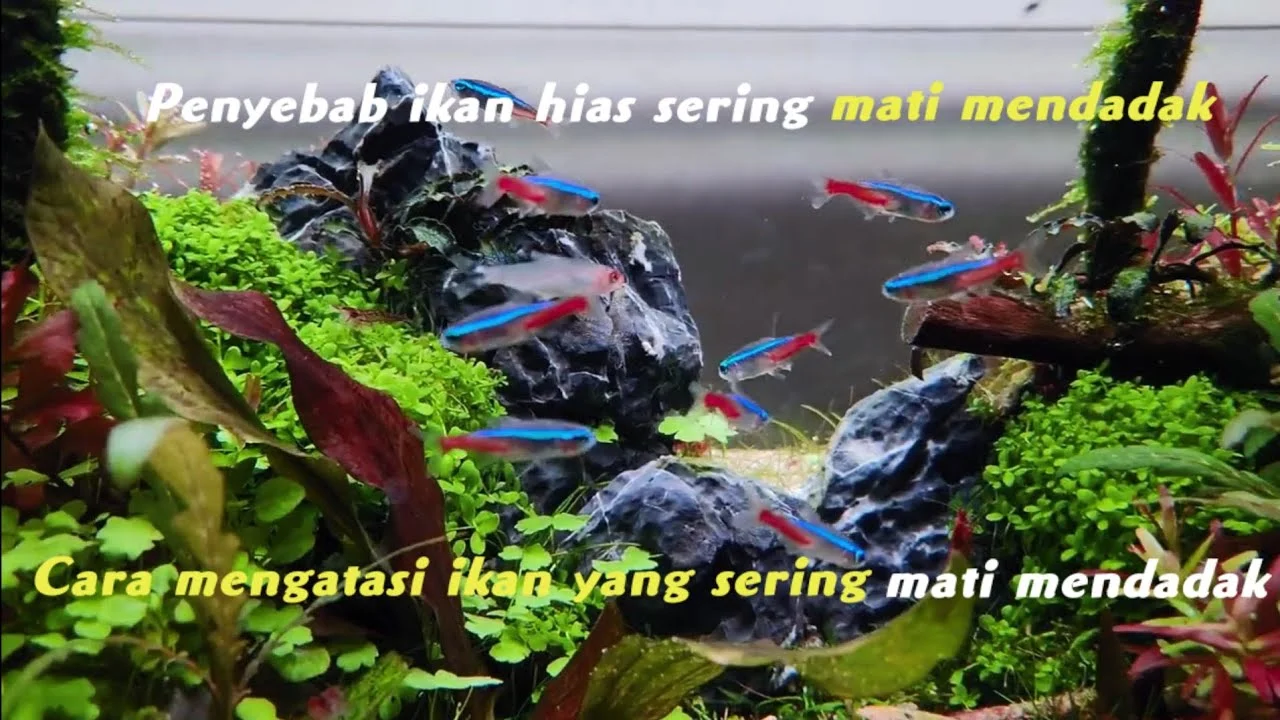 Penyebab Ikan Hias Mati Mendadak di Akuarium – Solusi & Pencegahan