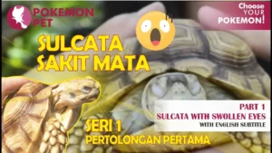 Penyebab Mata Kura Kura Sulcata Bengkak