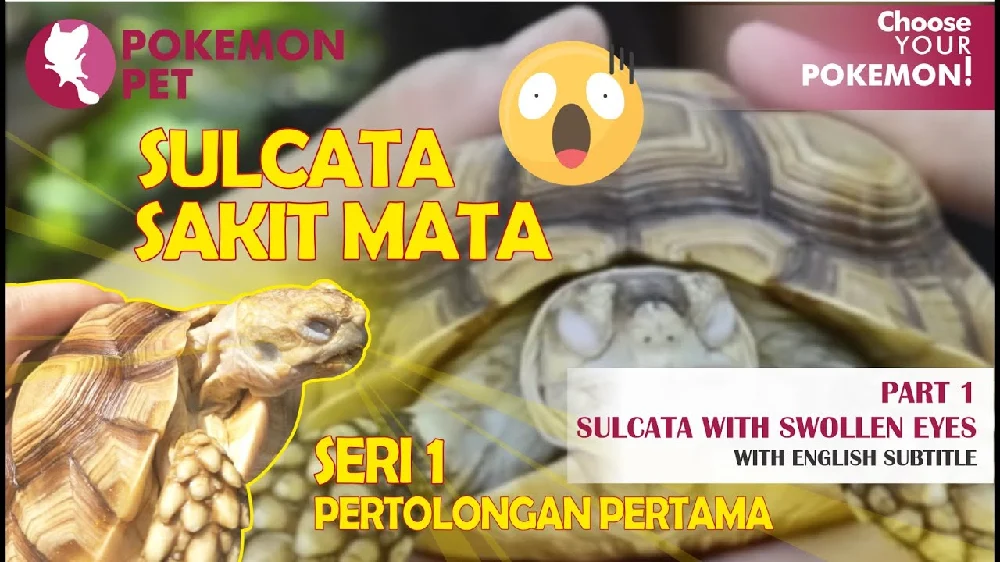Penyebab Mata Kura Kura Sulcata Bengkak