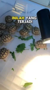 Tanda Sulcata Sudah Kenyang