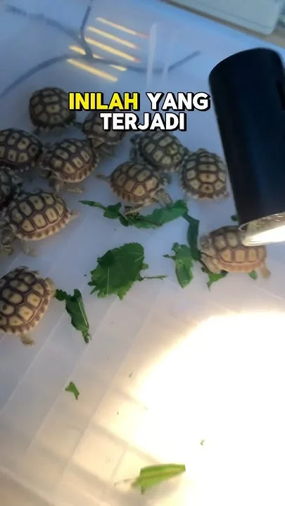 Tanda Sulcata Sudah Kenyang